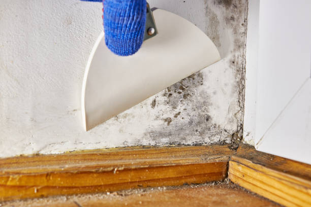 Best Biohazard Mold Removal  in Lake Sconsin, WI